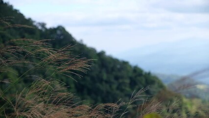 Wall Mural - Slow motion of grass flowers on the hills blowing in the wind