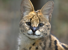 Serval Closeup Looks At The Viewer