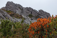 Alpine Flowers In Mount Roland, Tasmania, Australia.