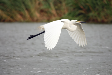 Wall Mural - The little egret (Egretta garzetta) flying over the river.