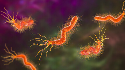 Wall Mural - Helicobacter pylori bacterium