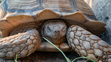 Close Up Shot Of Desert Tortoise (Gopherus Agassizii And Gopherus Morafkai), Also Known As Desert Turtles, Are Two Species Of Tortoise. Desert Tortoise Also Known As Desert Turtle
