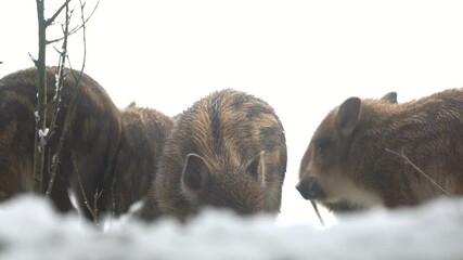 Wall Mural - closeup young wild boar sus scrofa calm piggy looking for nutriment in dark woods. wildlife tranquil