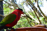 Fototapeta Tęcza - Red-green parrot on a branch