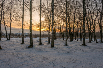 Wall Mural - Freeze landscape of the forest during the sunset. Trees are highlighted by the sunlight.