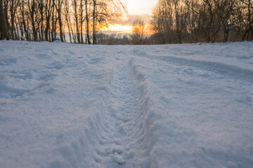 Wall Mural - Freeze landscape of the forest during the sunset. Trees are highlighted by the sunlight.