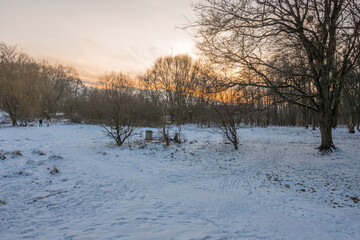 Wall Mural - Freeze landscape of the forest during the sunset. Trees are highlighted by the sunlight.