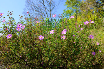 Sticker - Cistus creticus, a plant cultivated for its beauty. Iturraran Botanical Garden, Gipuzkoa, Basque Country