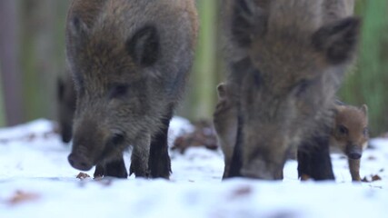 Wall Mural - closeup young wild boar sus scrofa calm piggy looking for nutriment in dark woods. wildlife tranquil