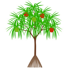 Wall Mural - Pandanus tectorius tree with hala fruit on a white background.