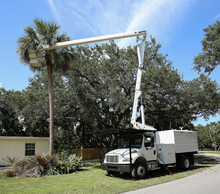 Bucket Truck And Arborist Works At Thinning Out A Cabbage Palm Tree Fronds Prior To Hurricane Season In Florida.