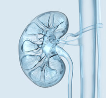 Human Kidney Cross Section, Colorful X-ray Style, Medically 3D Illustration
