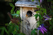 Carolina Wren Feeding Chicks At A Bird House In Our Back Yard.