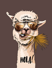 Funny Poster. Portrait Of Llama In A Sunglasses With A Fan Palm Leaf. Hola! - Lettering Quote. Humor Card, T-shirt Composition, Hand Drawn Style Print. Vector Illustration.