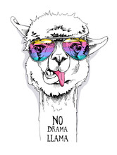 Funny Poster. Portrait Of A Alpaca In A Rainbow Glasses. No Drama, Llama - Lettering Quote. Humor Card, T-shirt Composition, Hand Drawn Style Print. Vector Illustration.