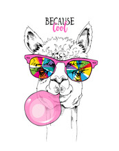 Funny Poster. Llama In A Rainbow Glasses And With A Pink Bubble Gum. Because Cool - Lettering Quote. Humor Card, T-shirt Composition, Hand Drawn Style Print. Vector Illustration.