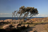 Fototapeta  - a sloping tree on the shores of the Baltic Sea on the island of Bornholm