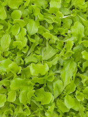 Background of nature green lettuce leaf