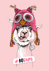 Funny poster. Portrait of Llama in a pink knitted owl Hat and with a chamomile flower. #No drama - lettering quote. Humor card, t-shirt composition, hand drawn style print. Vector illustration.