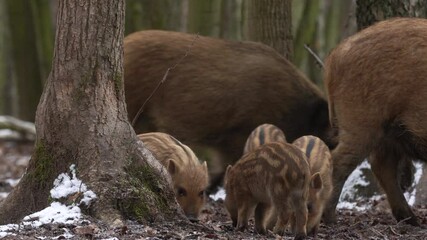 Wall Mural - closeup young wild boar sus scrofa calm piggy looking for nutriment in dark woods. wildlife tranquil
