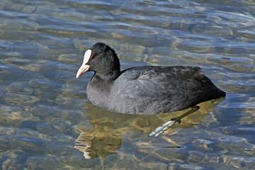 Sticker - common coot in water