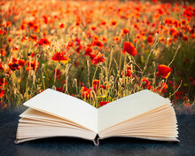 Digital Composite Image Of Beautiful Summer Landscape Of Vibrant Poppy Field In English Countryside During Late Evening Sunset Coming Out Of Pages In Imaginary Book