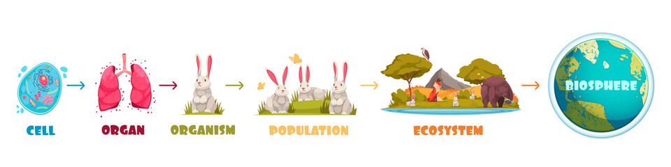 Biological Hierarchy Infographics Scheme