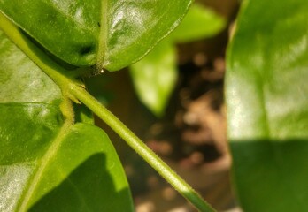 close up a leaf