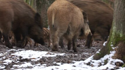 Wall Mural - closeup young wild boar sus scrofa calm piggy looking for nutriment in dark woods. wildlife tranquil