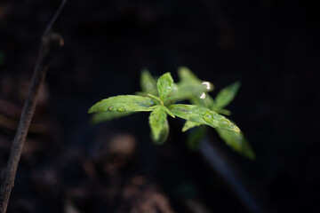 Canvas Print - Marijuana plants in herb concept.