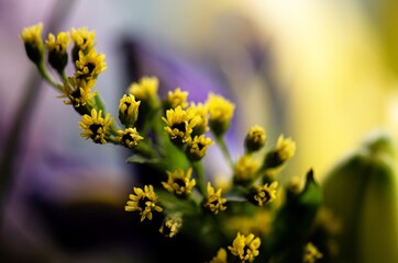 close up of yellow flowers