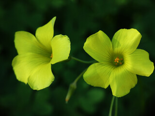 Fiore selvatico