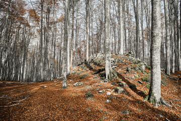 Wall Mural - Escursione in una foresta di faggi in autunno