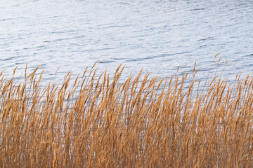 Naklejka na meble Dry reeds near the river, selective focus