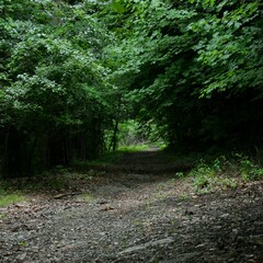 path in the woods