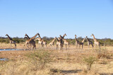 Fototapeta Sawanna - Namibia: A herd of girafs in Etosha National park.