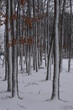 Winter in Bodenrod
