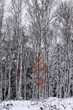 Winter in Bodenrod