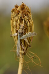 Canvas Print - ınsects and bug