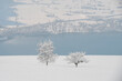 zwei Bäume in der tief verschneiten Winterlandschaft