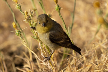 female house sparrow