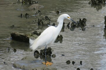 Great white heron by the pond in Florida wild