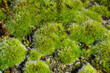 Green moss (Bryophyta sensu stricto). Located on the shore of the Cidacos river, Spain.