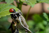 Fototapeta Tulipany - Red spotted ladybug on a green leaf 