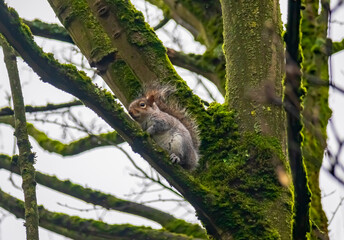 squirrel on tree