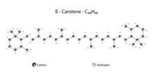 Molecular Structure Of Beta Carotene