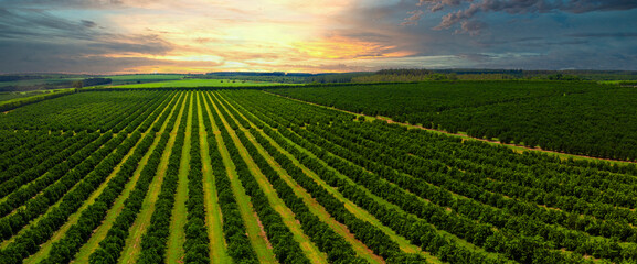 Aerial views over top of rows of orange trees in plantation in sunset.