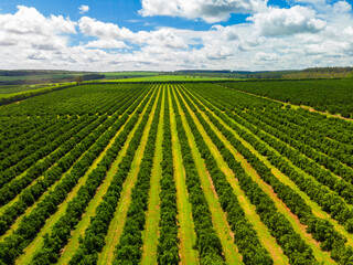 Wall Mural - Aerial views over top of rows of orange trees in plantation.