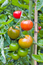 Tomatoes Ripening On A Vine Plant In A UK Garden