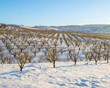 Columbia Gorge Winery Vineyard with Snow in Winter. The cold temperature and rolling hills give distinctive flavors to grapes from this geographically small, but important wine producing region.